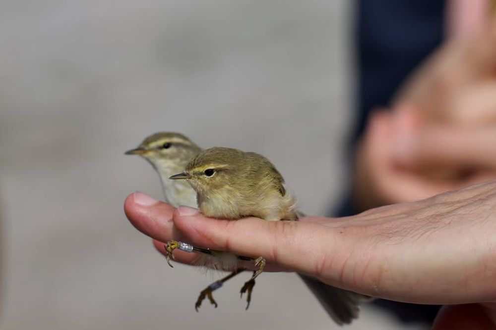 image-877f0ec2330c191902bfeab468f5417348ec7a9f-900x720-jpg