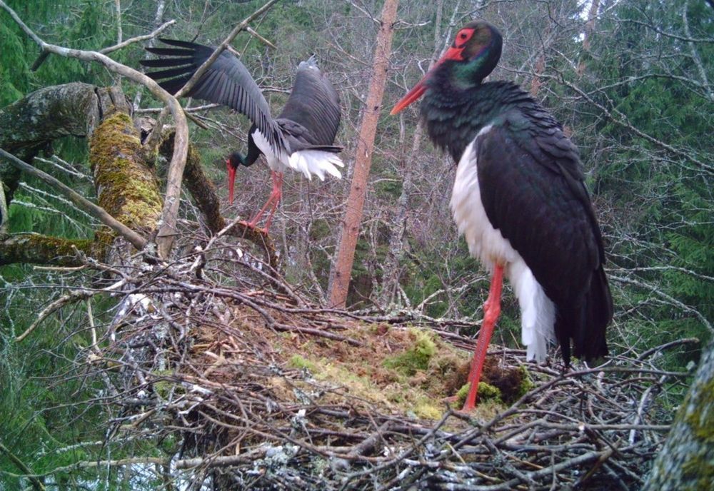 image-3242cb423652e75fddb82128fc30e001879e20b9-1024x705-jpg