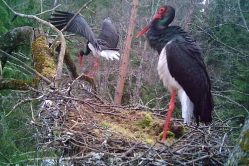 image-3242cb423652e75fddb82128fc30e001879e20b9-1024x705-jpg