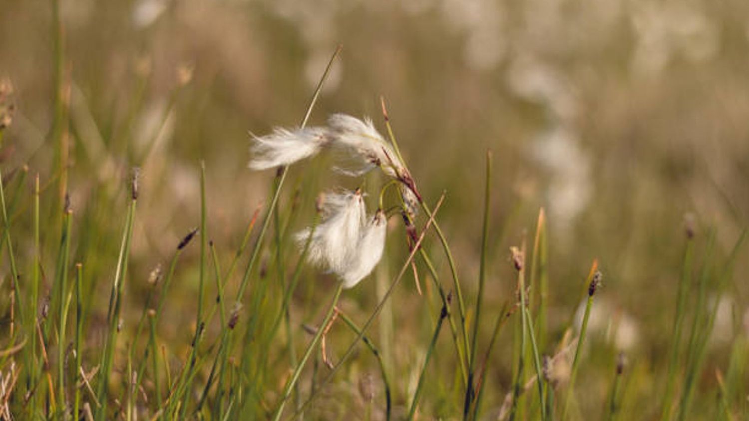 image-4b9736ca152b08b09915aad78858291520896370-612x408-jpg