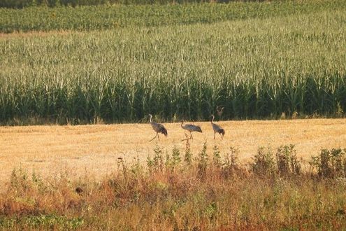 image-b4e2940bca64dacceee151ff200371238e218be3-1843x1382-jpg