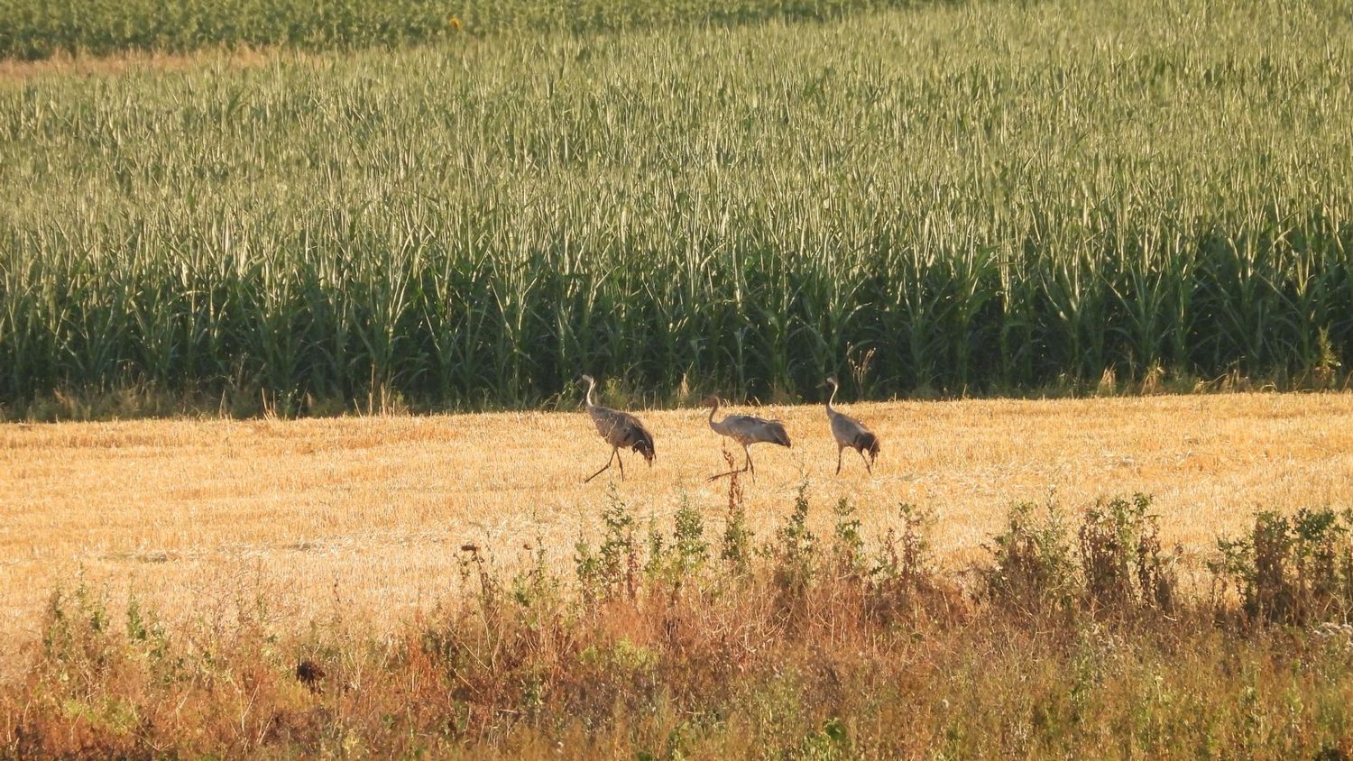 image-b4e2940bca64dacceee151ff200371238e218be3-1843x1382-jpg