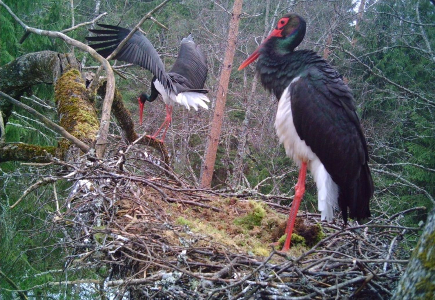 image-3242cb423652e75fddb82128fc30e001879e20b9-1024x705-jpg